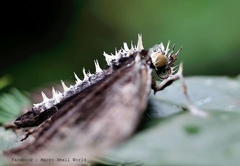 Insect Fungi on butterfly this pic I found about 4 year over and this small file .Raw file broken with harddisk.
from Pang-si-da National Park  Geotagged,Thailand