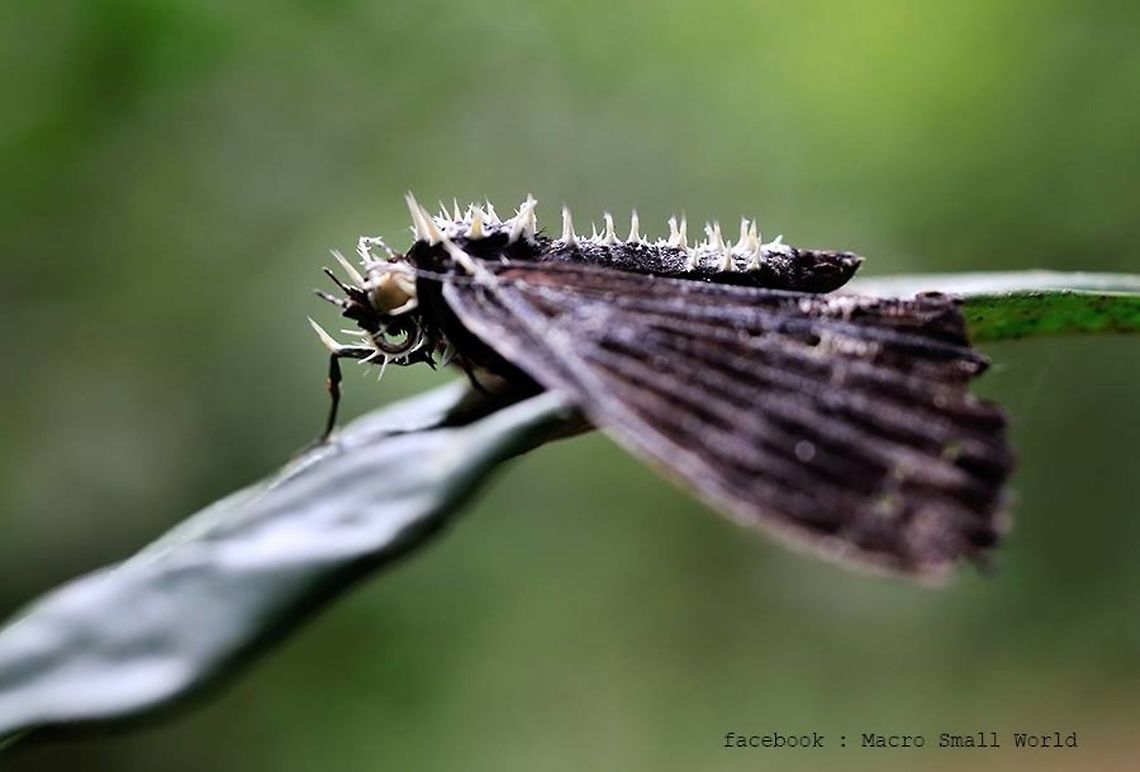 Insect Fungi on butterfly this pic I found about 4 year over and this small file .Raw file broken with harddisk.<br />
from Pang-si-da National Park Geotagged,Thailand