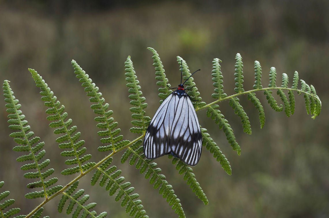 Cyclosia papilionaris from Phu kra Dueng National park, Thailand  Cyclosia papilionaris,Fall,Geotagged,Thailand
