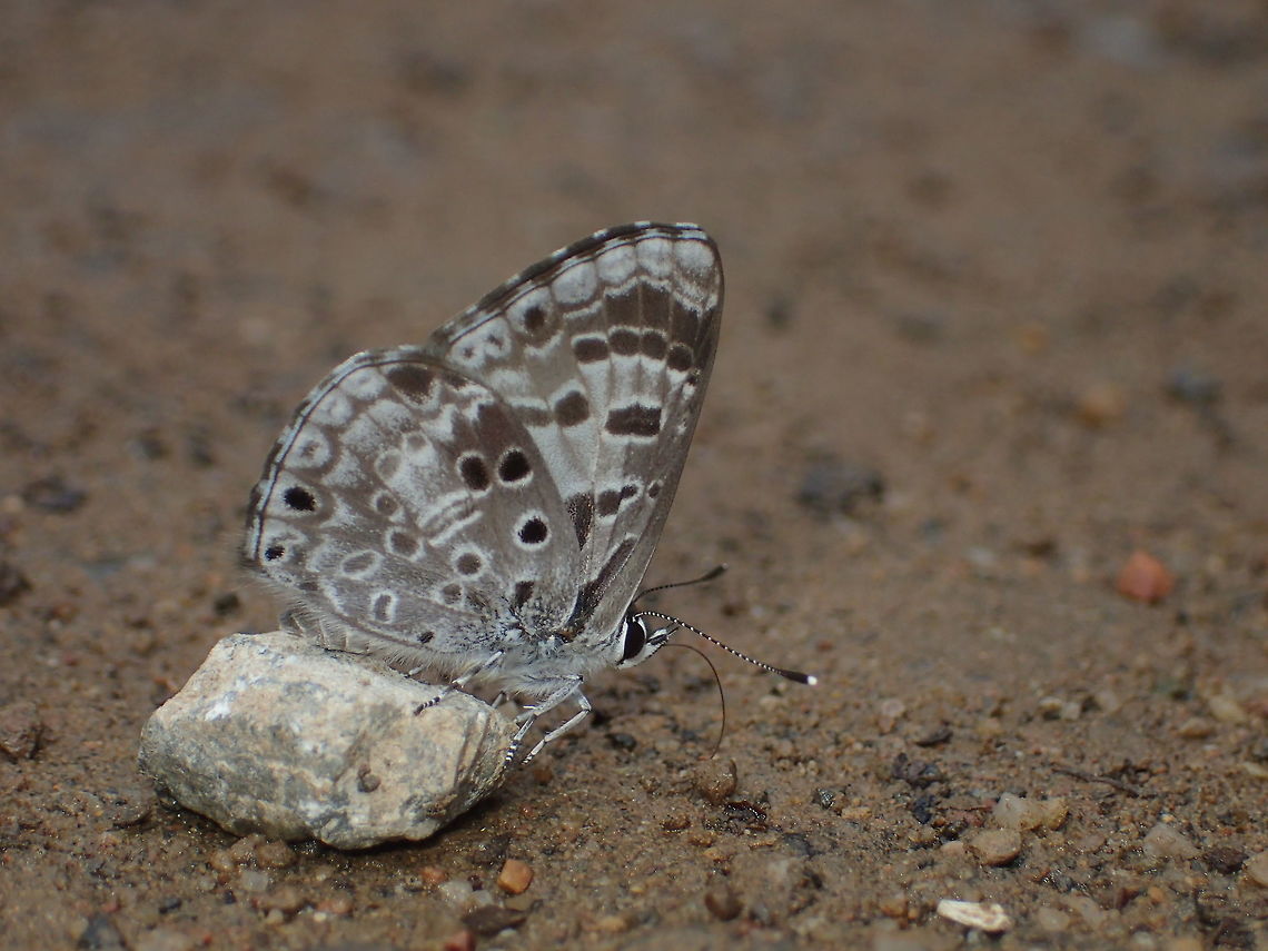 White-banded Pierrot from Chiang Dao. Chiangmai. Thailand  Geotagged,Niphanda asialis,Thailand,Winter