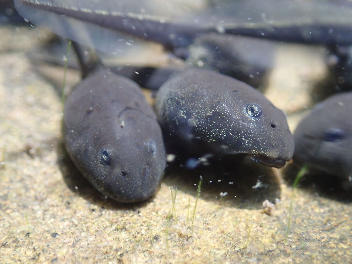 Tadpoles from Chiang Dao. Chiangmai. Thailand <br />
 Geotagged,Thailand,Winter