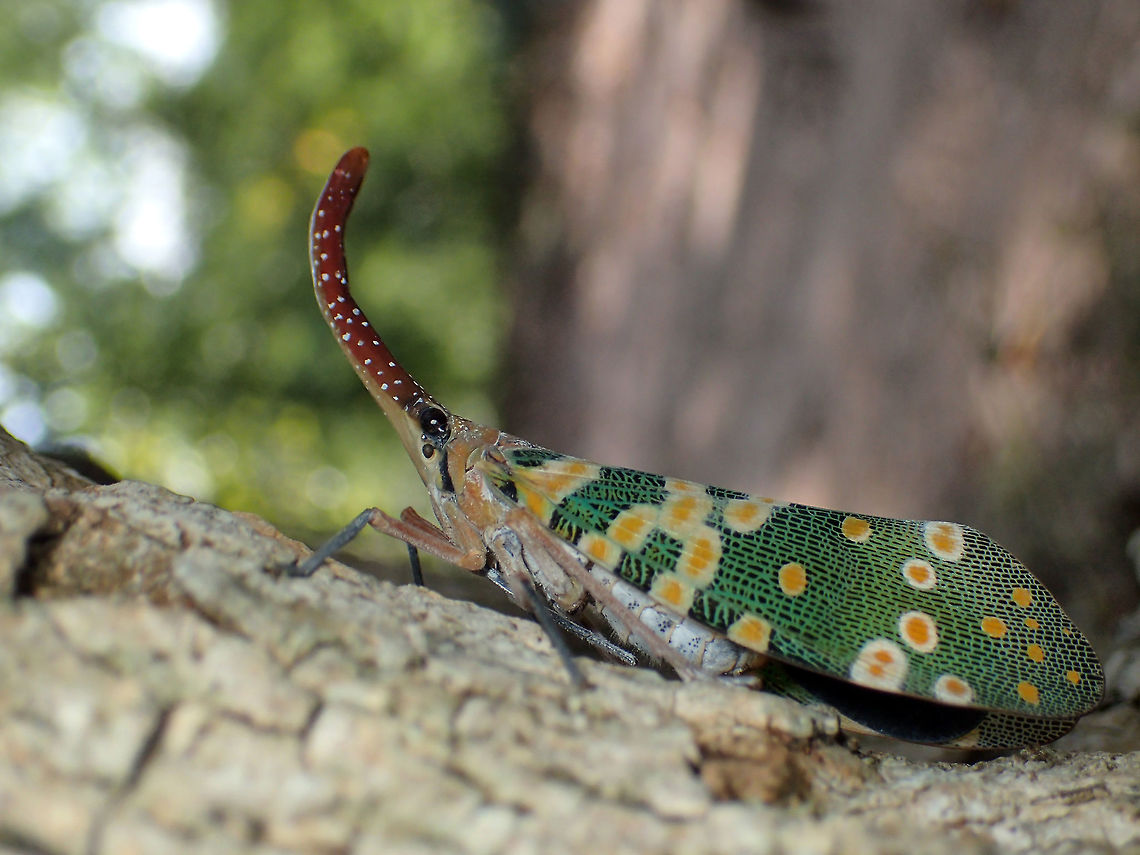 fulgorid bug from Phu kra Dueng National park, Thailand  Fall,Geotagged,Pyrops candelaria,Thailand
