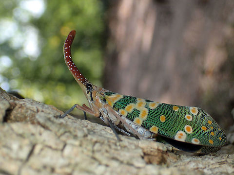 fulgorid bug from Phu kra Dueng National park, Thailand  Fall,Geotagged,Pyrops candelaria,Thailand