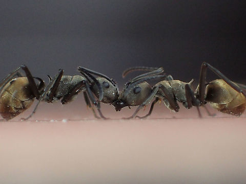 Polyrhachis fighting from Phu kra Dueng National park, Thailand  Fall,Geotagged,Thailand