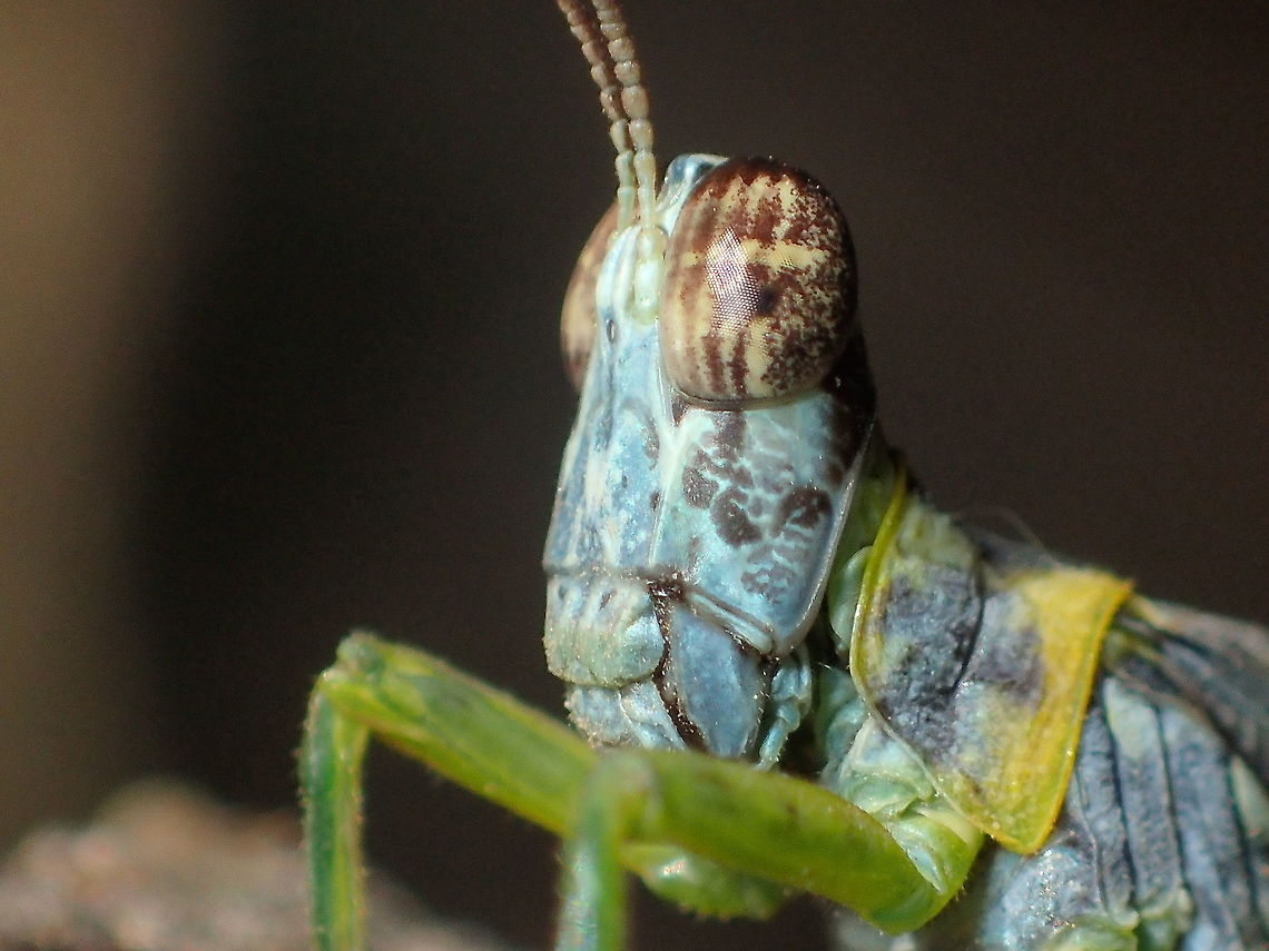 grasshopper from Phu kra Dueng National park, Thailand  Fall,Geotagged,Thailand
