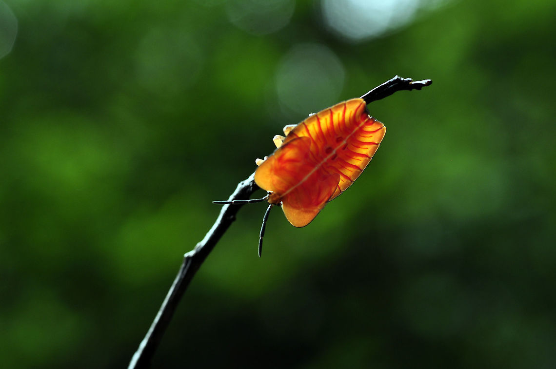 Longan Stink Bug from Pang-si-da National Park  Geotagged,Longan Stink Bug,Summer,Tessaratoma papillosa,Thailand