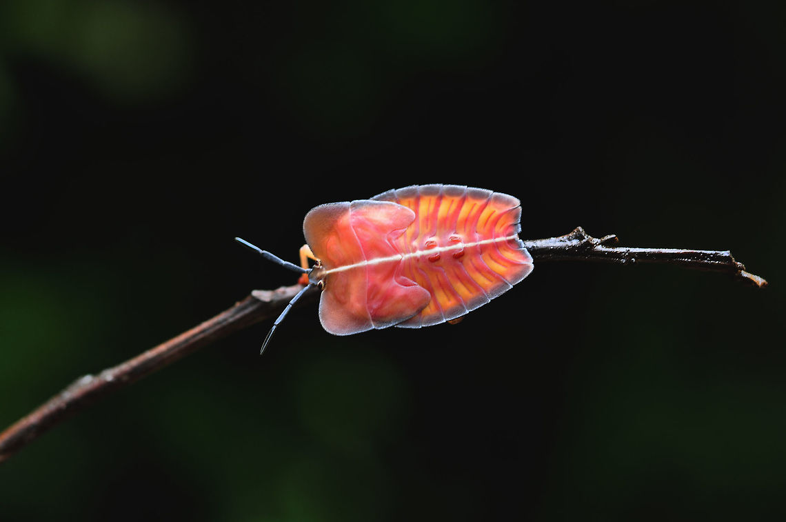 Longan Stink Bug from Pang-si-da National Park  Geotagged,Longan Stink Bug,Summer,Tessaratoma papillosa,Thailand