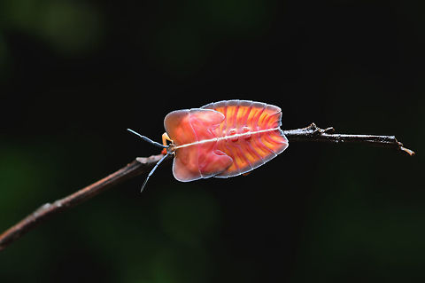 Longan Stink Bug from Pang-si-da National Park  Geotagged,Longan Stink Bug,Summer,Tessaratoma papillosa,Thailand