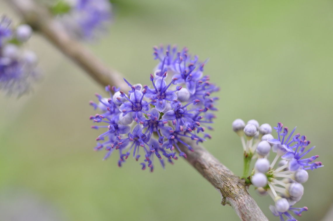 Memecylon edule from Pang-si-da National Park  Geotagged,Memecylon edule,Summer,Thailand