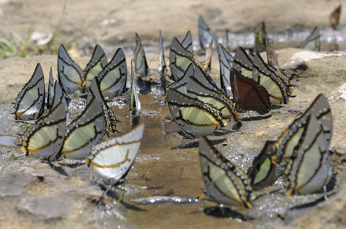 Party  Geotagged,Thailand,Winter