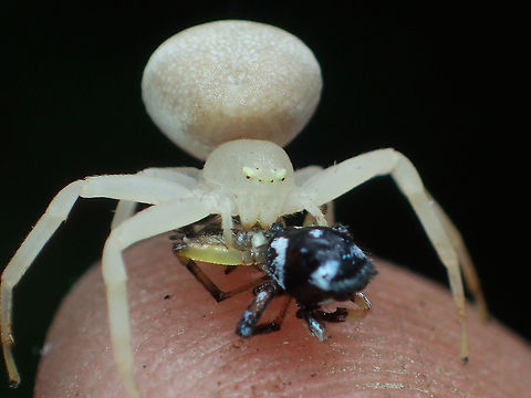 yummy from Pang-si-da National Park  Geotagged,Summer,Thailand