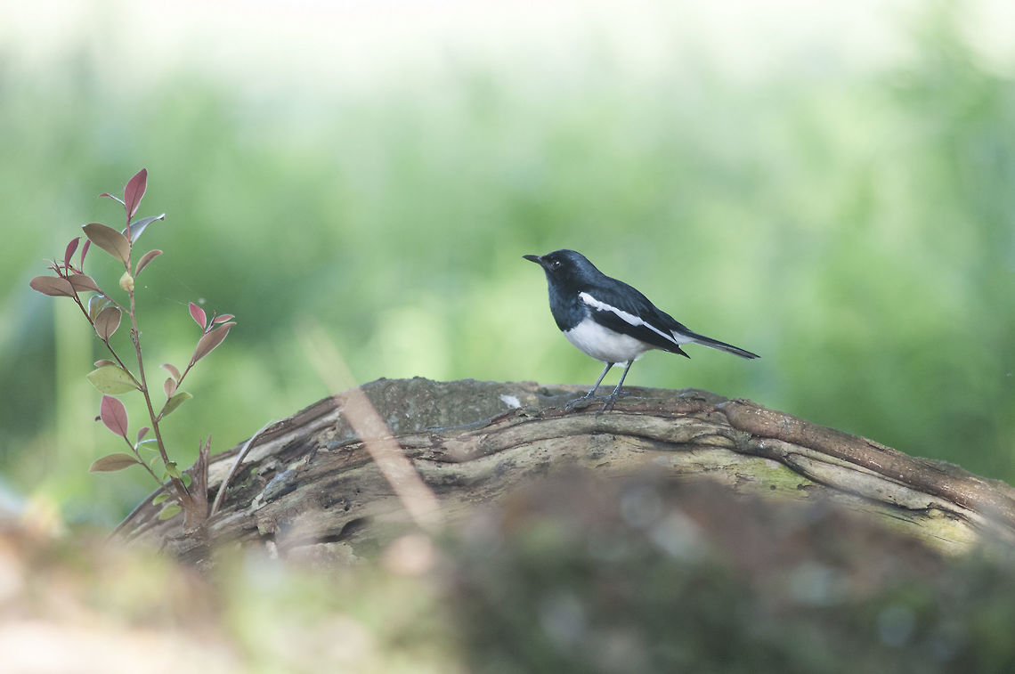 Oriental magpie robin from Chiang-Rai Thailand Copsychus saularis,Geotagged,Oriental Magpie-Robin,Thailand,Winter