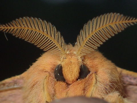 moth  Geotagged,Thailand,Winter