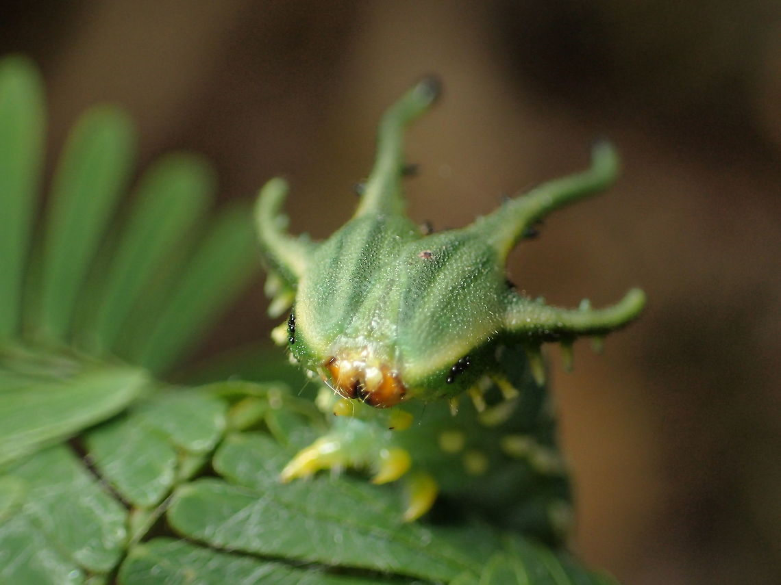 worm of Polyura?? from Sam-lhan waterfall.Saraburi province. Thailand Geotagged,Thailand,Winter