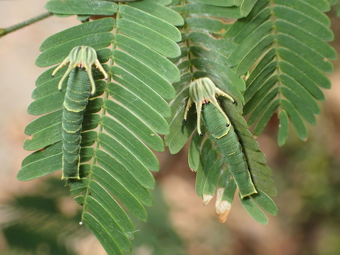 worm of Polyura?? from Sam-lhan waterfall.Saraburi province. Thailand Common nawab,Geotagged,Polyura athamas,Thailand,Winter