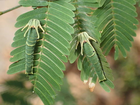 worm of Polyura?? from Sam-lhan waterfall.Saraburi province. Thailand Common nawab,Geotagged,Polyura athamas,Thailand,Winter