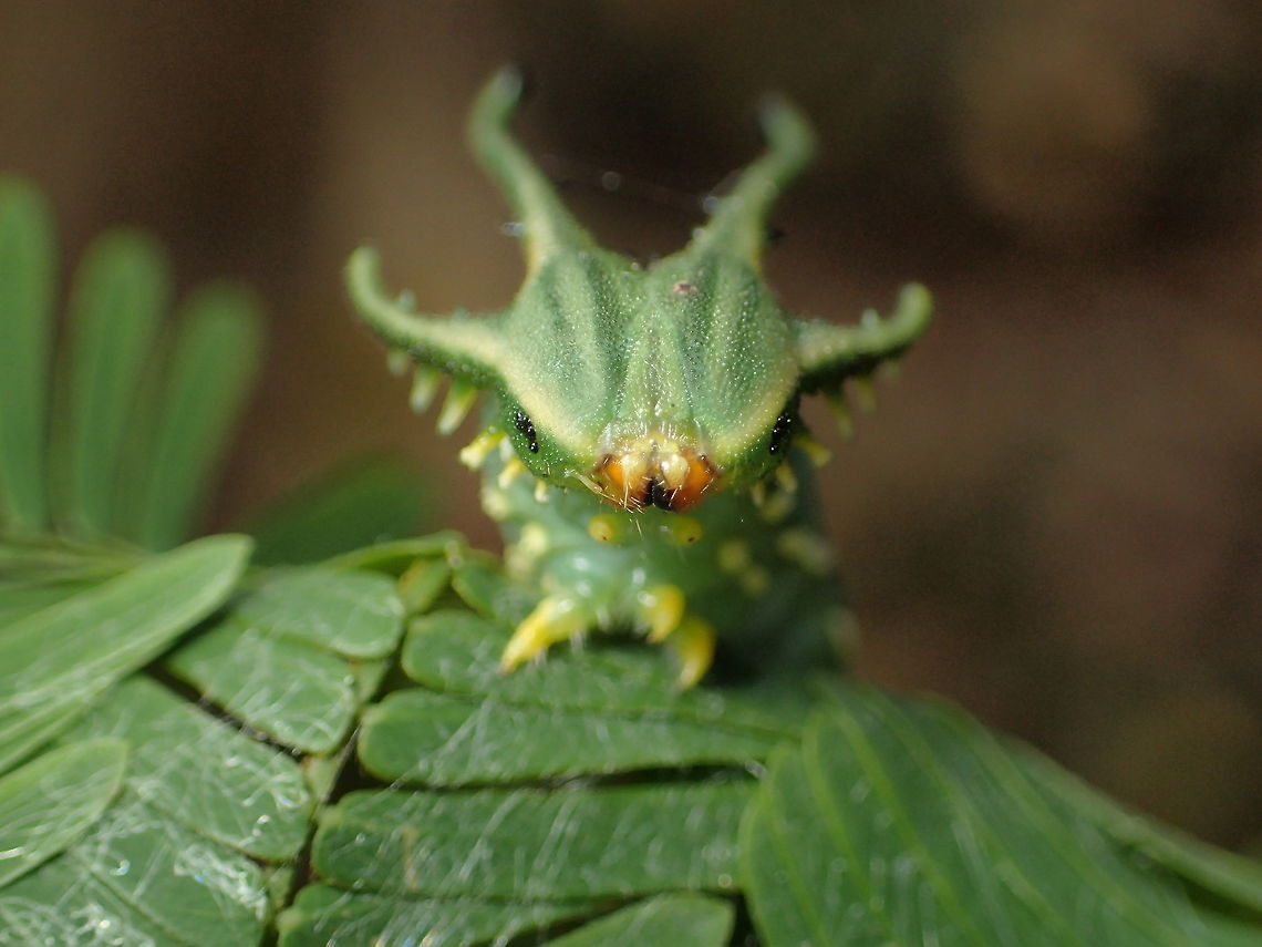 worm of Polyura?? from Sam-lhan waterfall.Saraburi province. Thailand Geotagged,Thailand,Winter