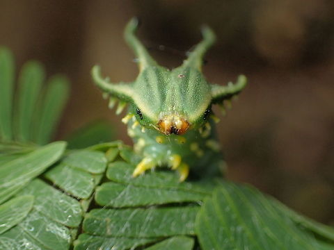 worm of Polyura?? from Sam-lhan waterfall.Saraburi province. Thailand Geotagged,Thailand,Winter