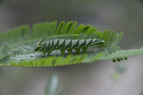 worm of Polyura?? from Sam-lhan waterfall.Saraburi province. Thailand Geotagged,Thailand,Winter