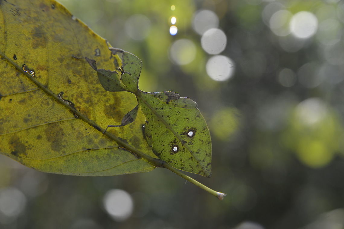 Leaf Insect from Sam-lhan waterfall.Saraburi province. Thailand  Geotagged,Thailand,Winter