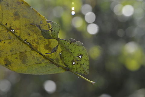 Leaf Insect from Sam-lhan waterfall.Saraburi province. Thailand  Geotagged,Thailand,Winter