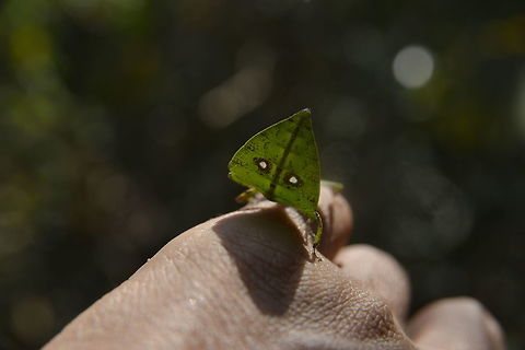 Leaf Insect from Sam-lhan waterfall.Saraburi province. Thailand  Geotagged,Thailand,Winter