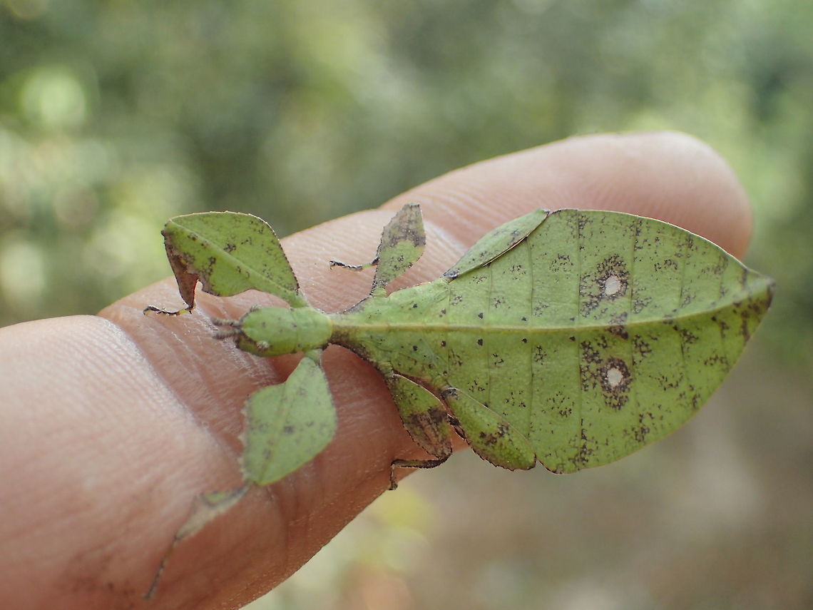 Leaf Insect from Sam-lhan waterfall.Saraburi province. Thailand  Geotagged,Thailand,Winter