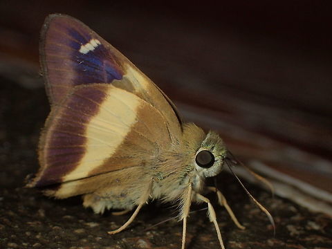 Yellow-banded Awl from Pang Ung.Mae Hong Son Province. Thailand Geotagged,Hasora schoenherr,Thailand,Winter,Yellow banded awl