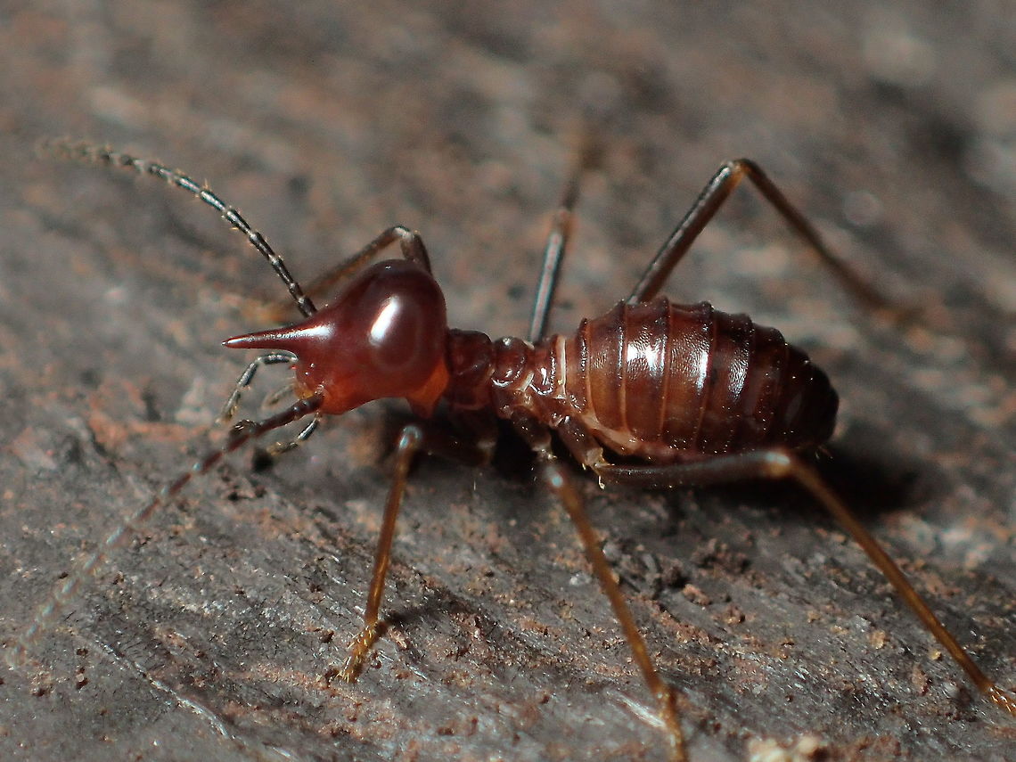 nasutitermes  Geotagged,Thailand,Winter