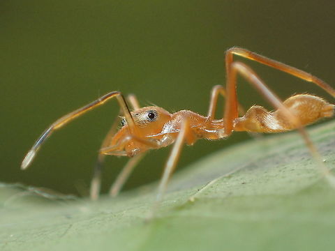 Kerengga ant-like jumper  Geotagged,Thailand,Winter