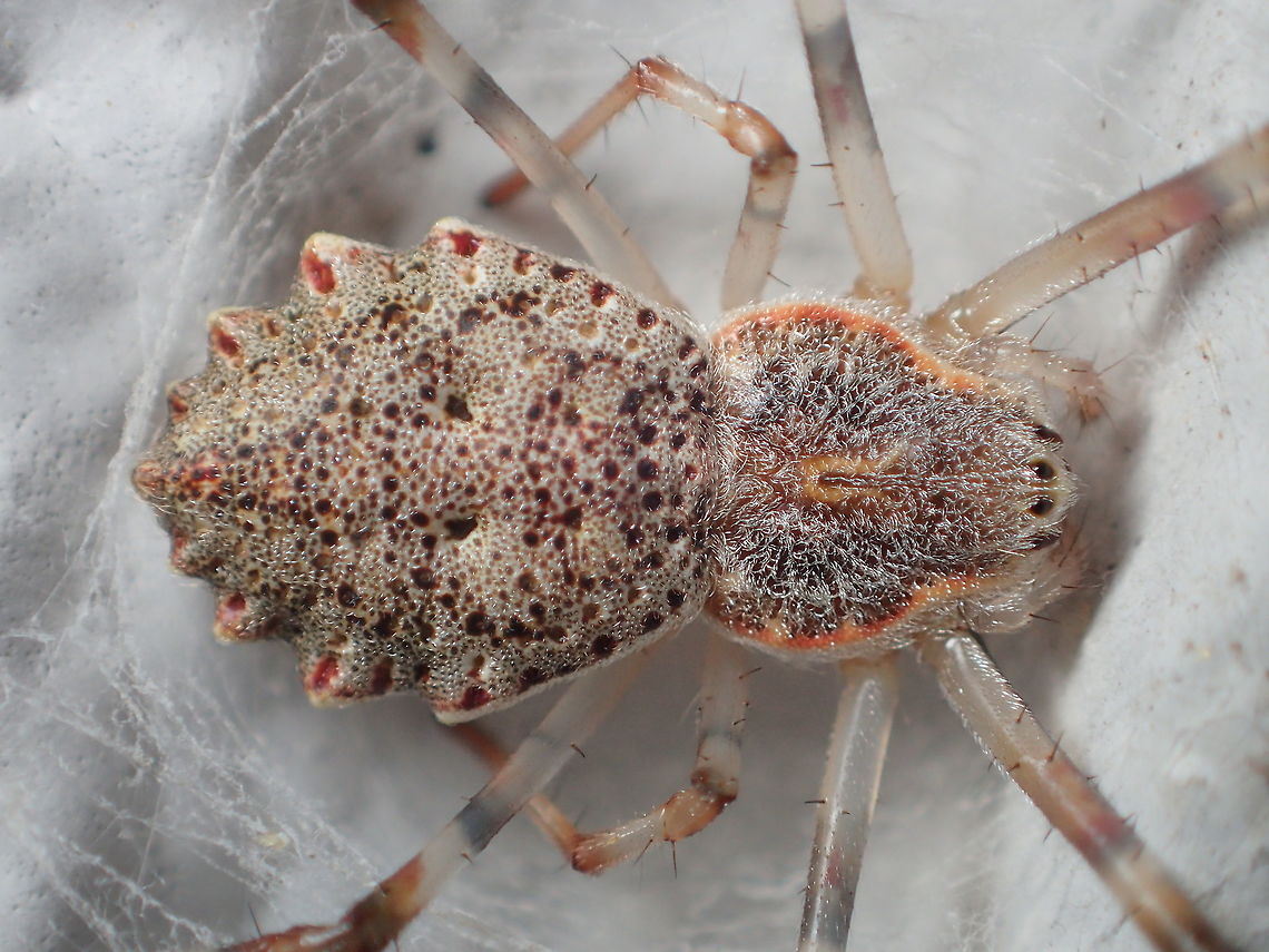 Ornate Orb-weaver from Meamuey National park.Tak province. Thailand Geotagged,Herennia multipuncta,Ornamental tree trunk spider,Thailand,Winter