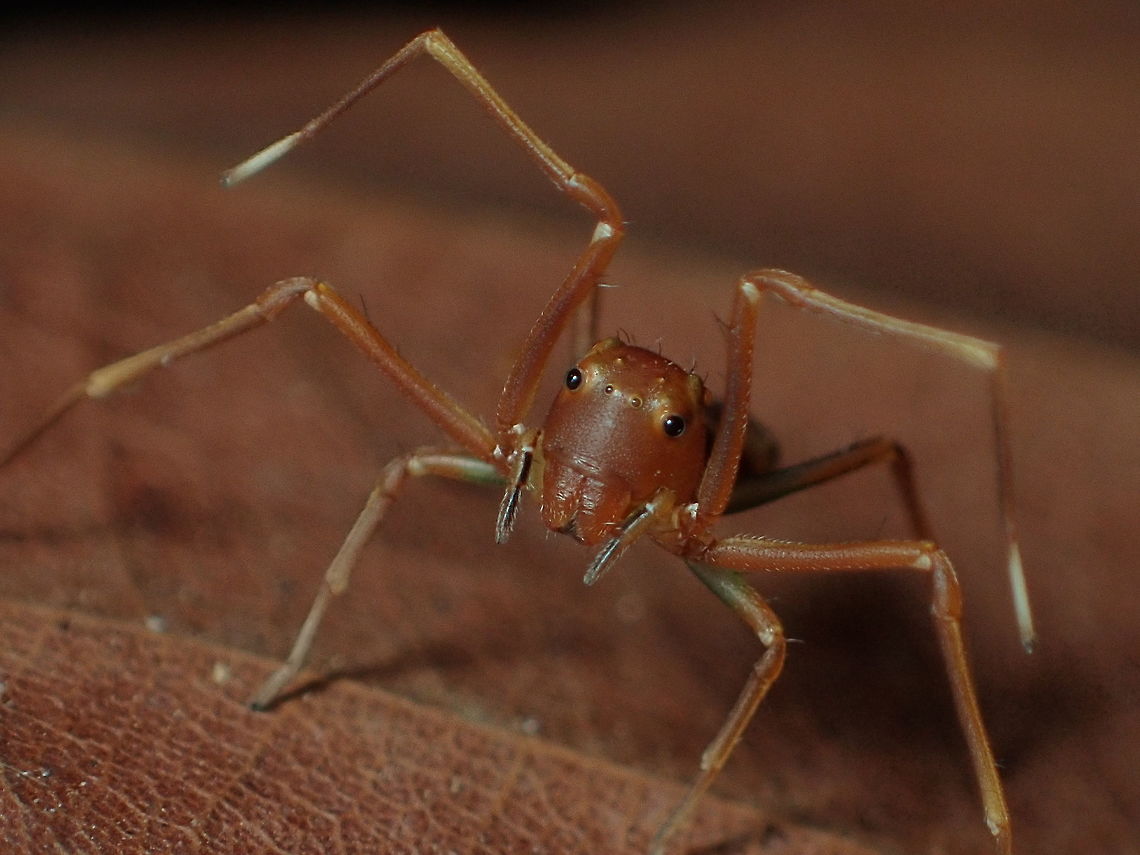 Amyciaea sp. from Pang sida National Park.Thailand Geotagged,Thailand,Winter