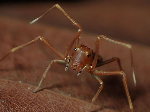 Amyciaea sp. from Pang sida National Park.Thailand Geotagged,Thailand,Winter