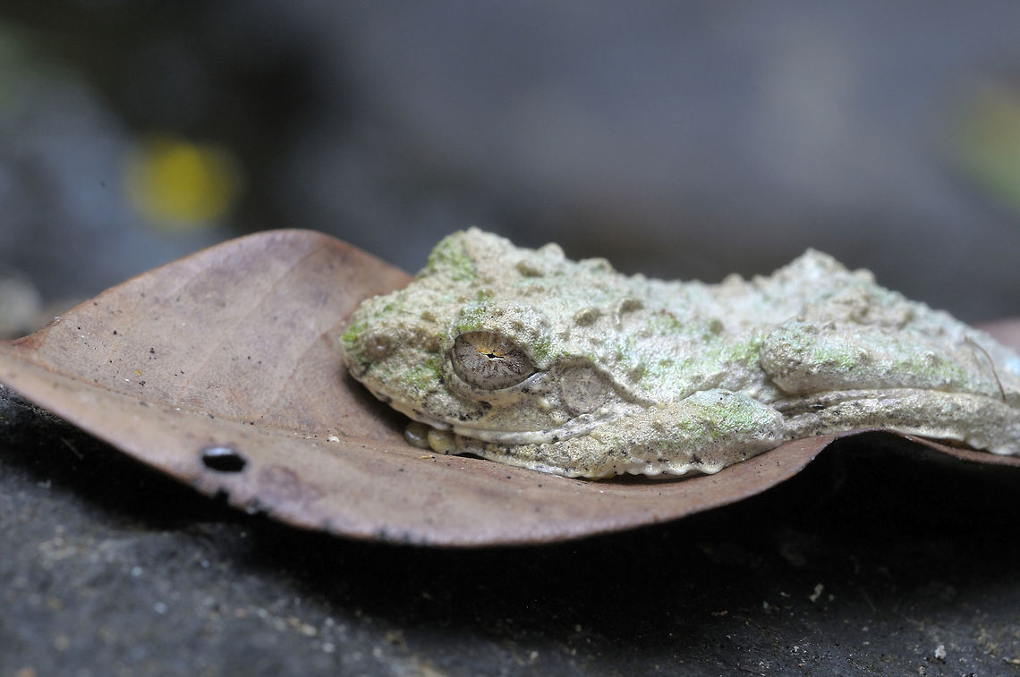 Kurixalus bisacculus from Pang sida National Park.Thailand Frilled tree frog,Geotagged,Kurixalus appendiculatus,Kurixalus bisacculus,Thailand,Winter
