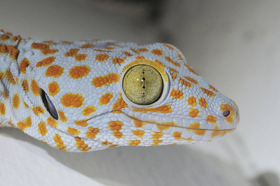 gecko from Pang sida National Park.Thailand Gekko gecko,Geotagged,Thailand,Tokay gecko,Winter
