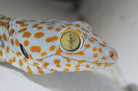 gecko from Pang sida National Park.Thailand Gekko gecko,Geotagged,Thailand,Tokay gecko,Winter