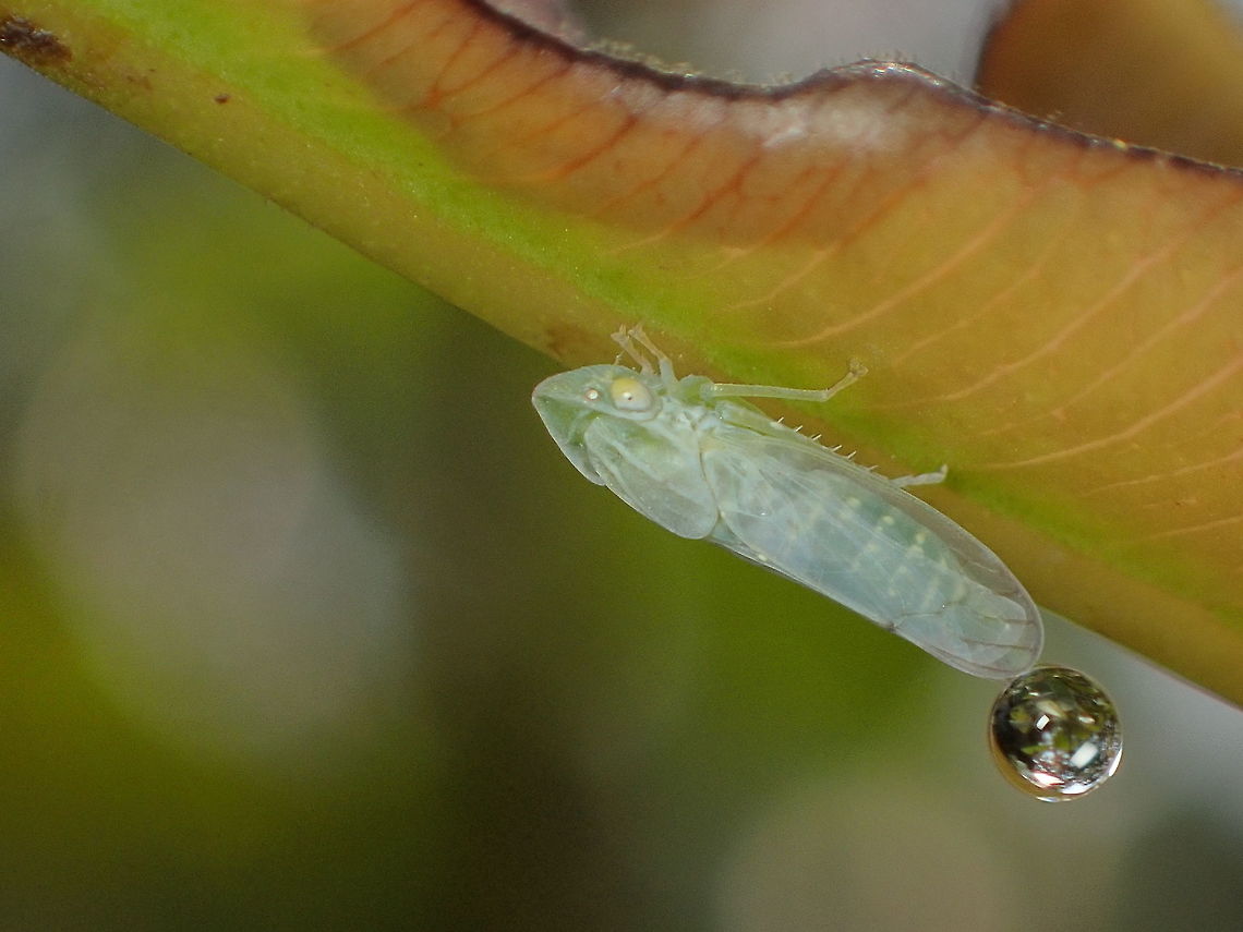 leafhopper from Kaeng Krachan National Park Geotagged,Thailand,Winter