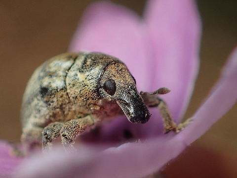 weevil from Kaeng Krachan National Park  Geotagged,Thailand,Winter