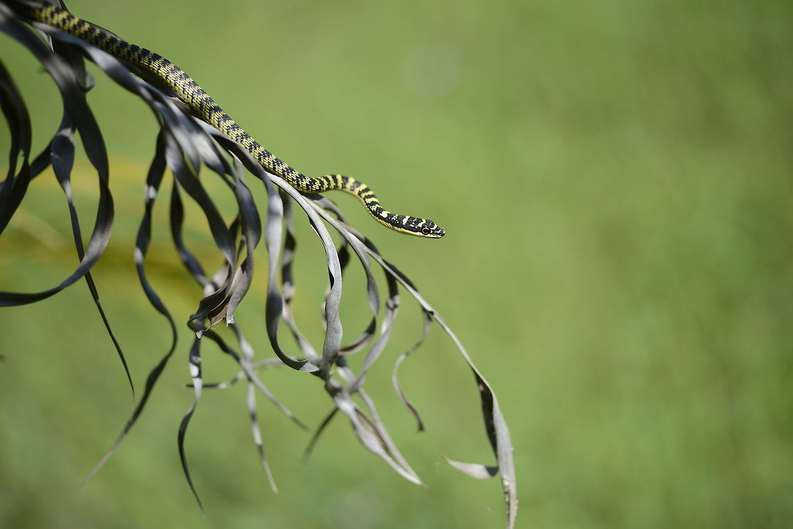 Chrysopelea ornata  Chrysopelea ornata,Geotagged,Ornate flying snake,Thailand,Winter
