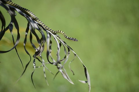 Chrysopelea ornata  Chrysopelea ornata,Geotagged,Ornate flying snake,Thailand,Winter