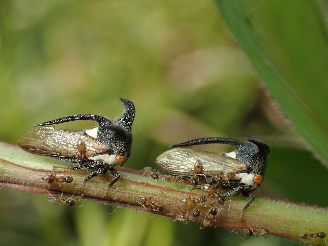 Strange treehopper/Emphusis sp In a small garden behind my house. Bangkok Thailand Geotagged,Thailand,Winter