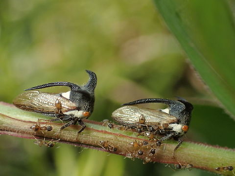 Strange treehopper/Emphusis sp In a small garden behind my house. Bangkok Thailand Geotagged,Thailand,Winter