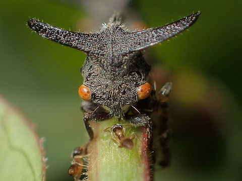 Strange treehopper/Emphusis sp In a small garden behind my house Geotagged,Thailand,Winter