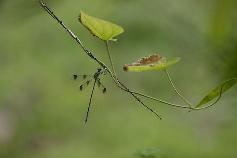 Orolestes octomaculata from Kaeng Krachan National Park  Geotagged,Thailand,Winter