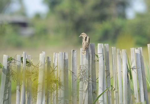 Spotted woodpecker from Chiang-Rai Thailand  Eurasian wryneck,Geotagged,Jynx torquilla,Thailand,Winter