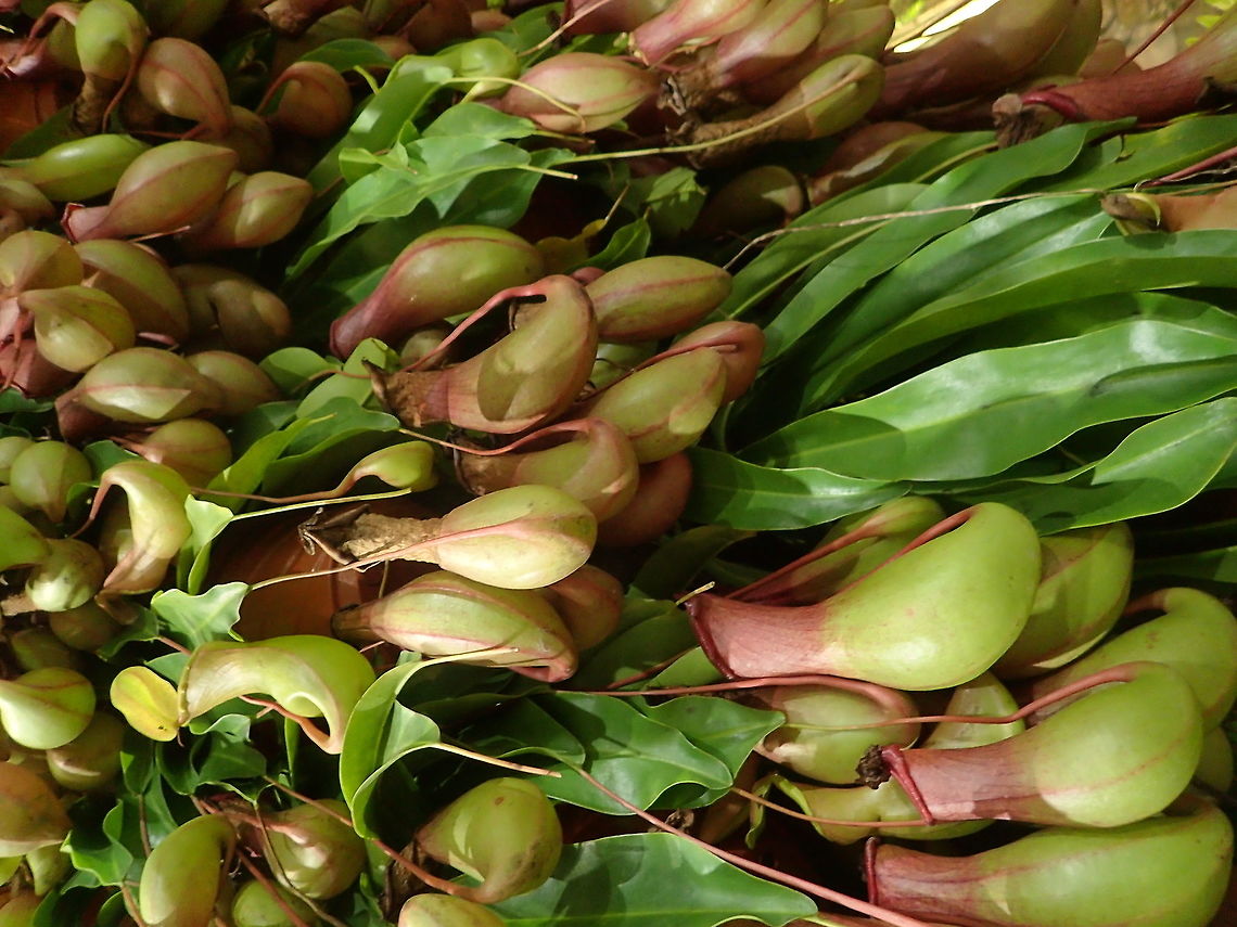 monkey cups from Chiang-Rai Thailand  Geotagged,Thailand,Winter
