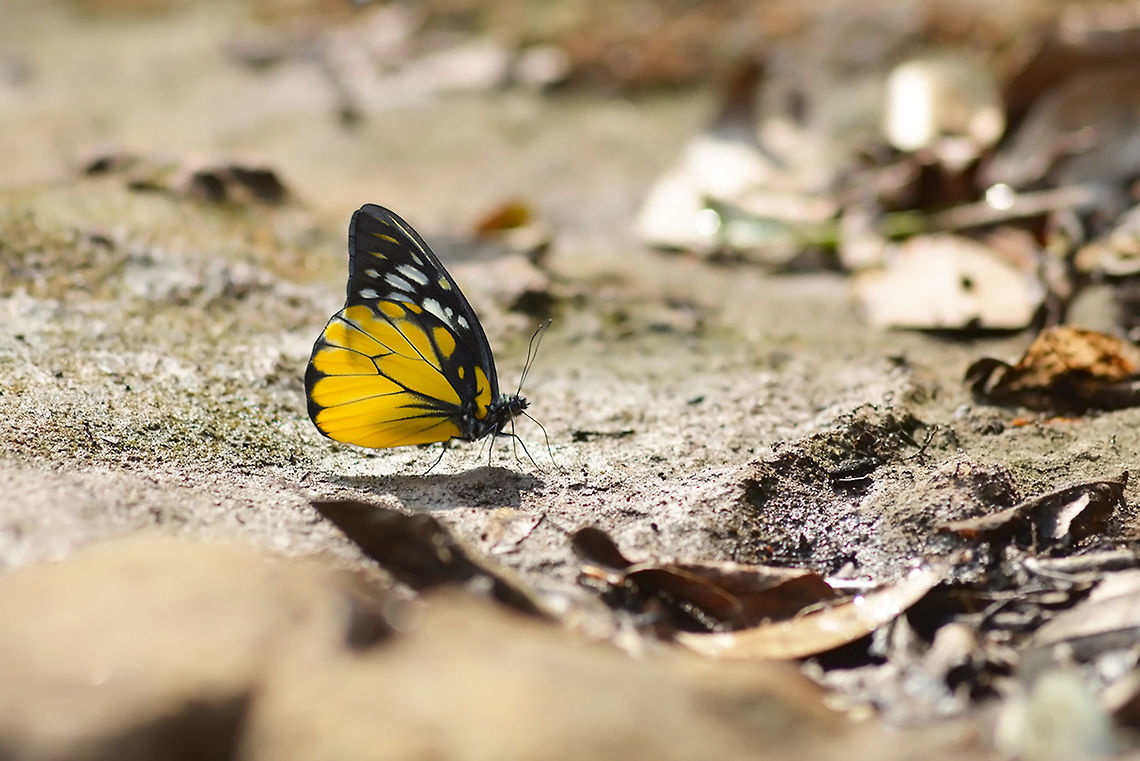 Spotted Sawtooth from Nong Mae Na thailand  Geotagged,Prioneris thestylis,Spotted Sawtooth,Thailand