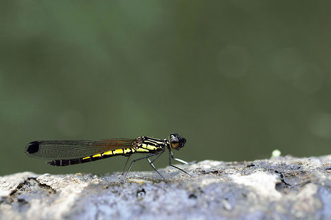 Libellago lineata from Nong Mae Na thailand  Geotagged,Libellago lineata,Thailand,Winter