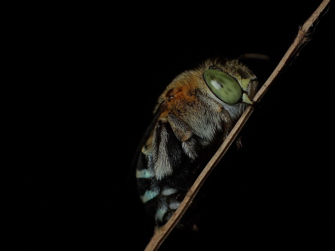 Megachilidae from Pang sida National Park.Thailand  Geotagged,Thailand,Winter