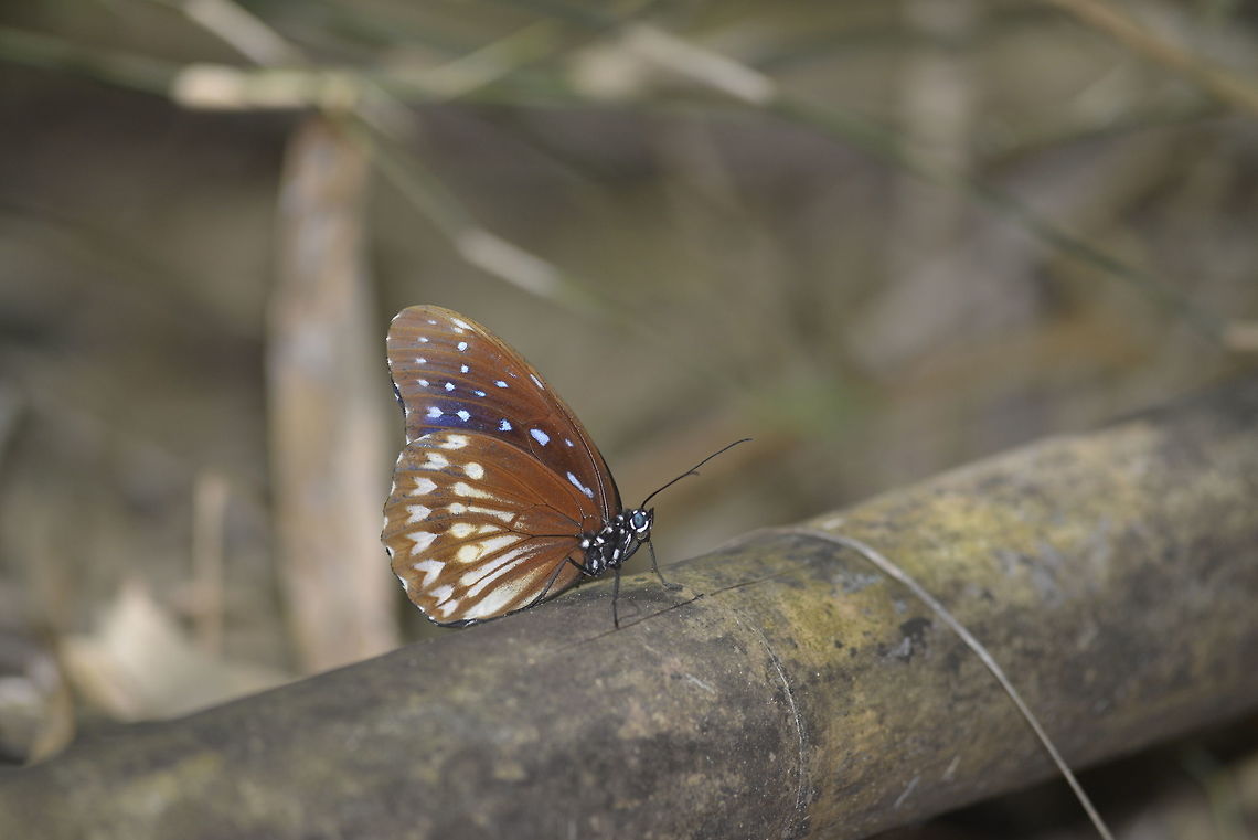 Penthema dalisa dalisa Karnchanaburi province.Thailand  Blue kaiser,Geotagged,Penthema darlisa,Thailand,Winter
